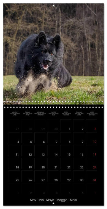 BLACK IS BEAUTIFUL Long-haired Black German Shepherds (CALVENDO Monthly Calendar 2026)