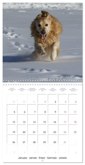 Happy Golden Retriever (CALVENDO Monthly Calendar 2026)