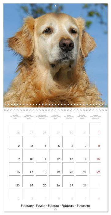 Happy Golden Retriever (CALVENDO Monthly Calendar 2026)