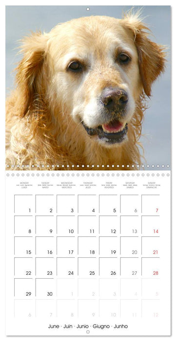 Happy Golden Retriever (CALVENDO Monthly Calendar 2026)