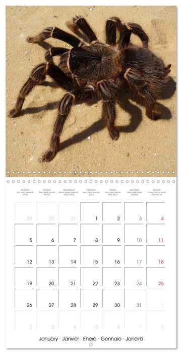Spiders and Tarantulas (CALVENDO Monthly Calendar 2026)