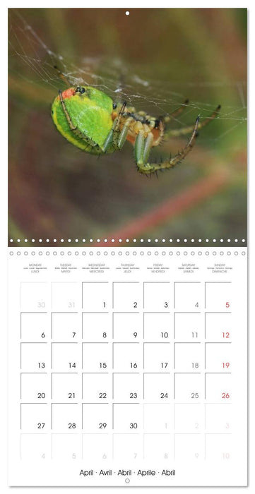 Spiders and Tarantulas (CALVENDO Monthly Calendar 2026)