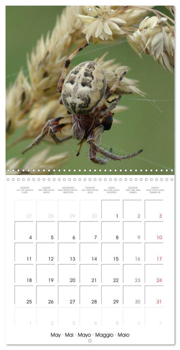 Spiders and Tarantulas (CALVENDO Monthly Calendar 2026)