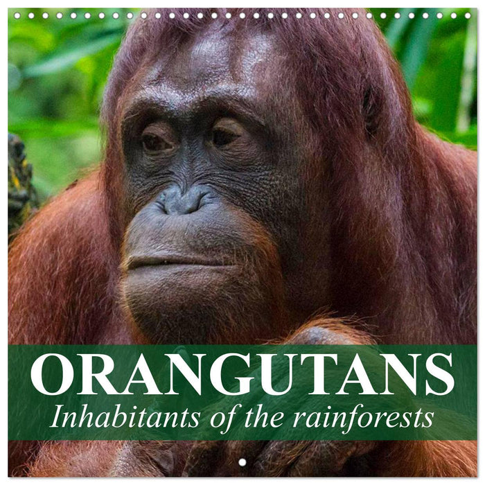 Orangutans Inhabitants of the rainforests (CALVENDO Monthly Calendar 2026)