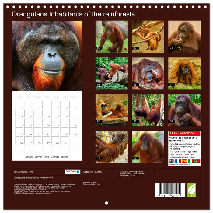 Orangutans Inhabitants of the rainforests (CALVENDO Monthly Calendar 2026)