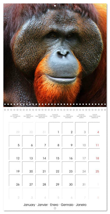 Orangutans Inhabitants of the rainforests (CALVENDO Monthly Calendar 2026)
