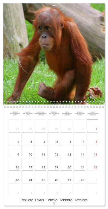 Orangutans Inhabitants of the rainforests (CALVENDO Monthly Calendar 2026)