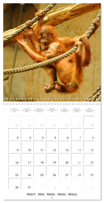 Orangutans Inhabitants of the rainforests (CALVENDO Monthly Calendar 2026)