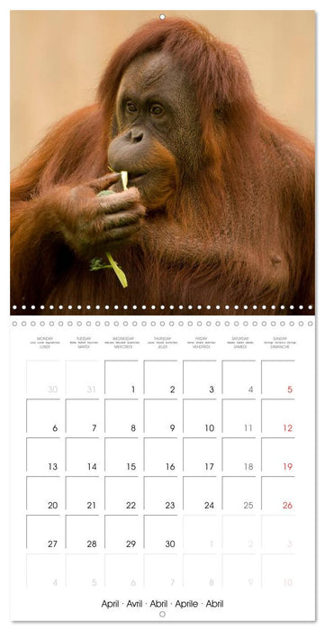 Orangutans Inhabitants of the rainforests (CALVENDO Monthly Calendar 2026)