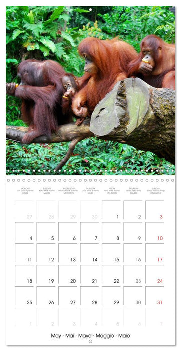 Orangutans Inhabitants of the rainforests (CALVENDO Monthly Calendar 2026)