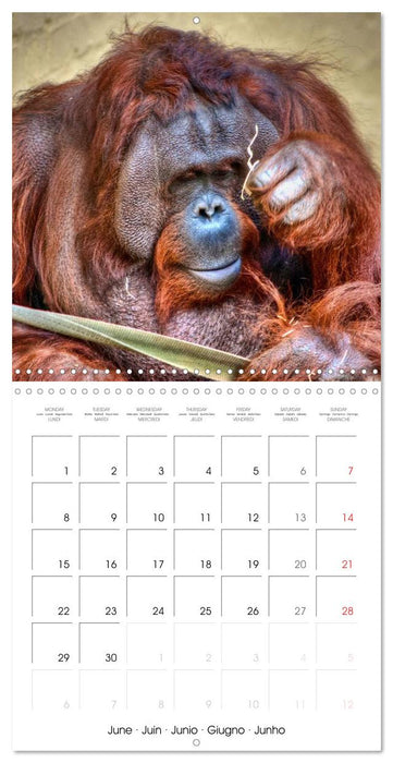 Orangutans Inhabitants of the rainforests (CALVENDO Monthly Calendar 2026)