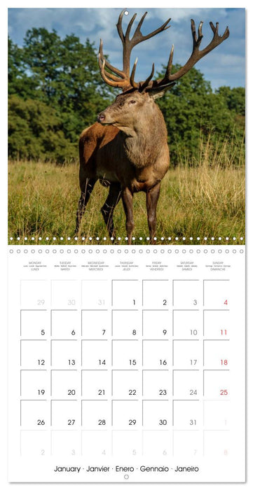 Aux bois des cerfs (CALVENDO Calendrier mensuel 2026)