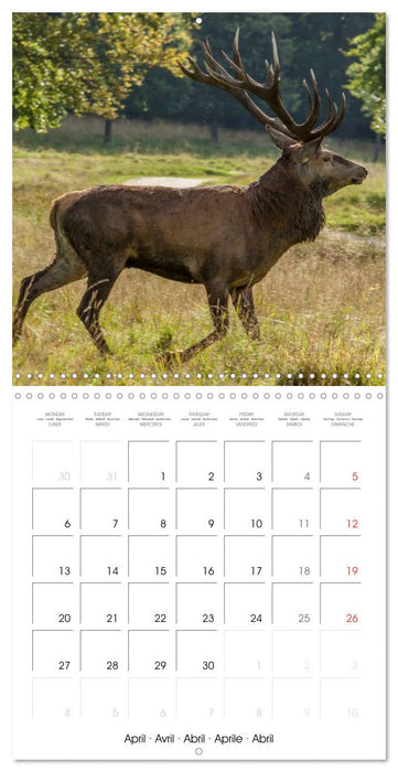 Aux bois des cerfs (CALVENDO Calendrier mensuel 2026)