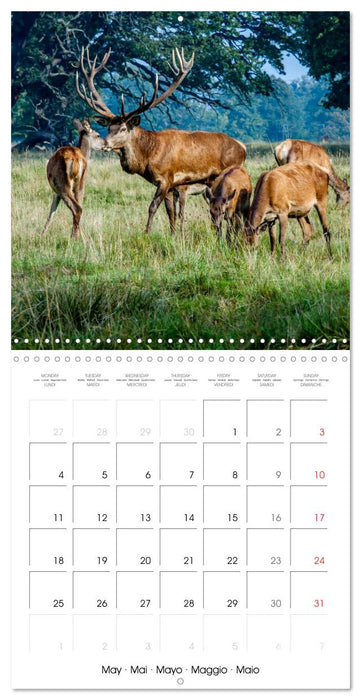Aux bois des cerfs (CALVENDO Calendrier mensuel 2026)