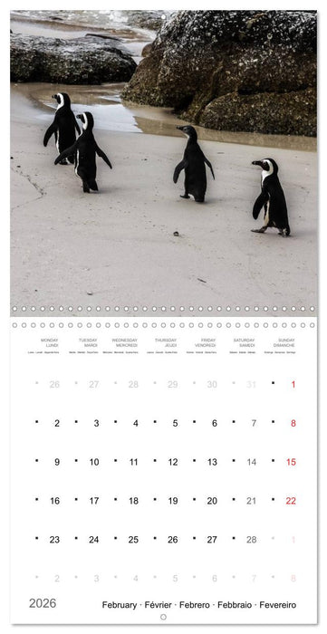 Adventure South Africa 2026 (CALVENDO Monthly Calendar 2026)