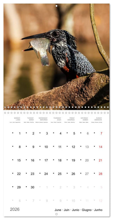 Adventure South Africa 2026 (CALVENDO Monthly Calendar 2026)