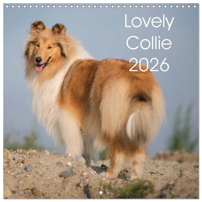 Lovely Collie 2026 (CALVENDO Monthly Calendar 2026)