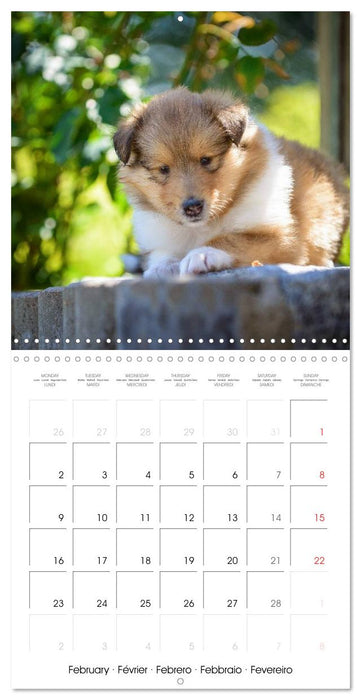Lovely Collie 2026 (CALVENDO Monthly Calendar 2026)