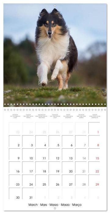 Lovely Collie 2026 (CALVENDO Monthly Calendar 2026)
