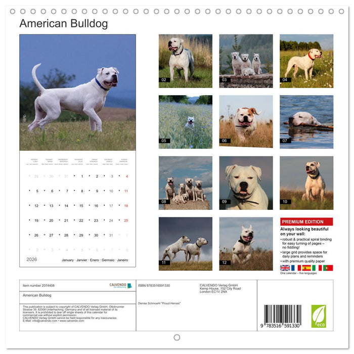 American Bulldog (CALVENDO Monthly Calendar 2026)