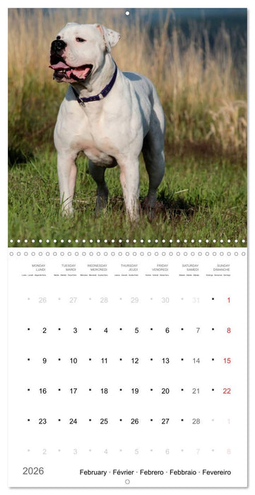 American Bulldog (CALVENDO Monthly Calendar 2026)