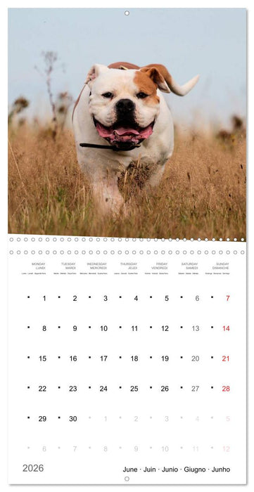 American Bulldog (CALVENDO Monthly Calendar 2026)