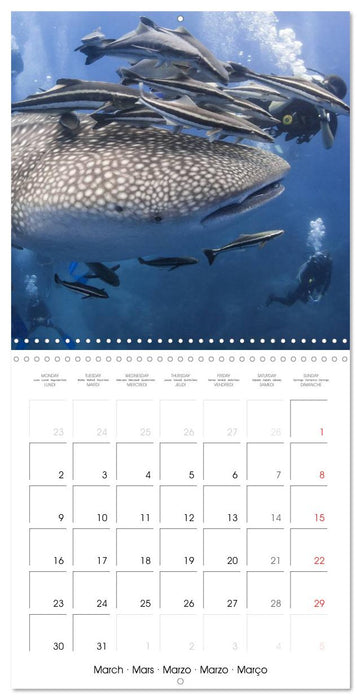 Diving - The wonderful water world (CALVENDO Monthly Calendar 2026)