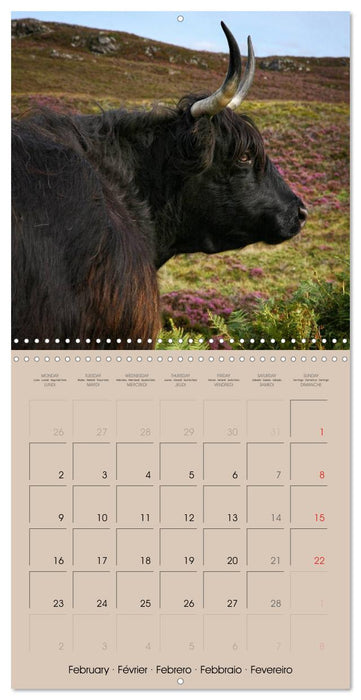 Highland Cows (CALVENDO Monthly Calendar 2026)