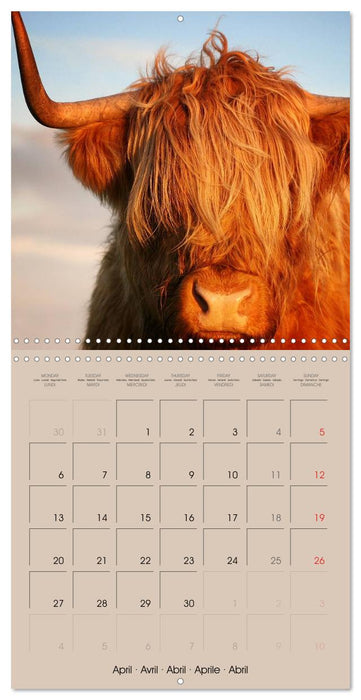 Highland Cows (CALVENDO Monthly Calendar 2026)