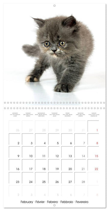 Persian Kittens (CALVENDO Monthly Calendar 2026)
