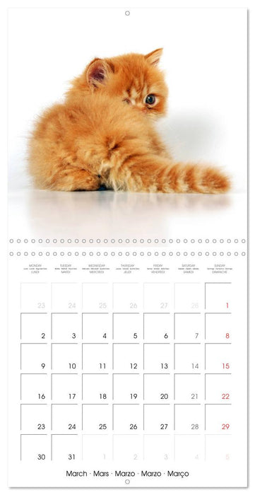 Persian Kittens (CALVENDO Monthly Calendar 2026)