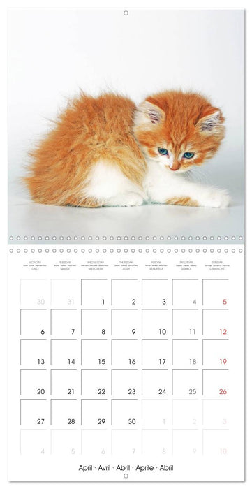 Persian Kittens (CALVENDO Monthly Calendar 2026)