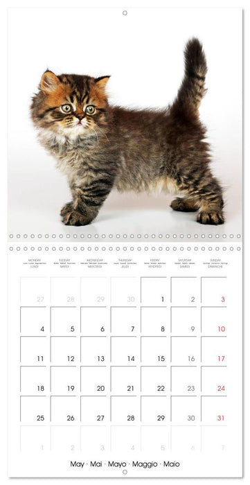 Persian Kittens (CALVENDO Monthly Calendar 2026)