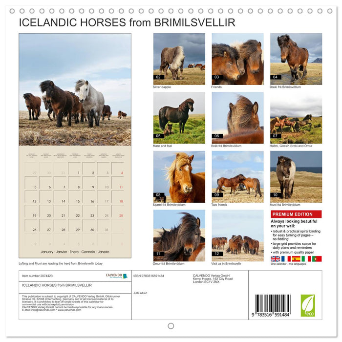 ICELANDIC HORSES from BRIMILSVELLIR (CALVENDO Monthly Calendar 2026)