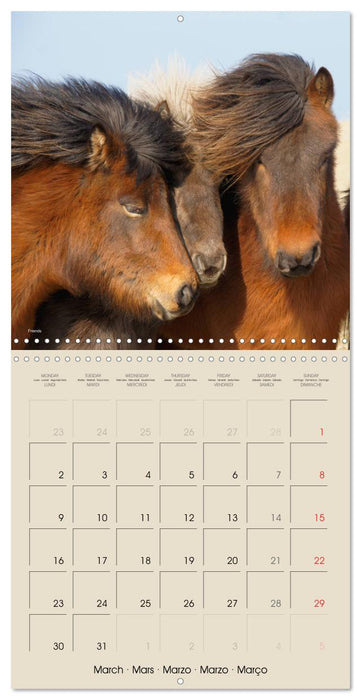 ICELANDIC HORSES from BRIMILSVELLIR (CALVENDO Monthly Calendar 2026)