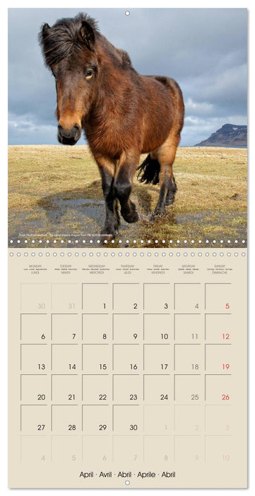 ICELANDIC HORSES from BRIMILSVELLIR (CALVENDO Monthly Calendar 2026)