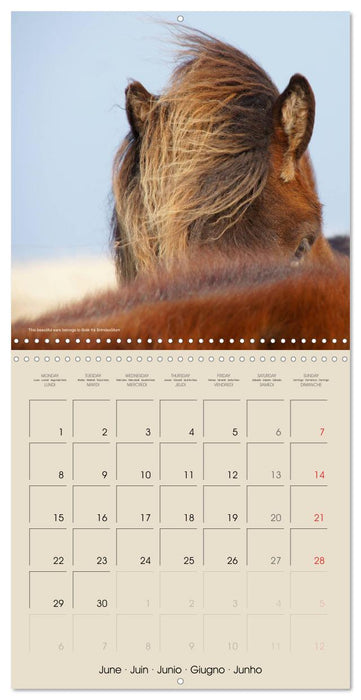 ICELANDIC HORSES from BRIMILSVELLIR (CALVENDO Monthly Calendar 2026)