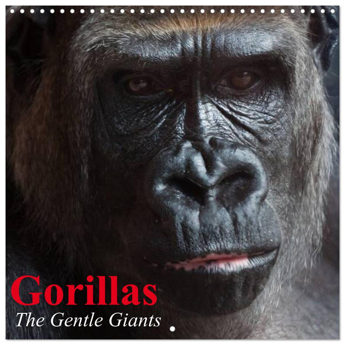 Gorillas • The Gentle Giants (CALVENDO Monthly Calendar 2026)