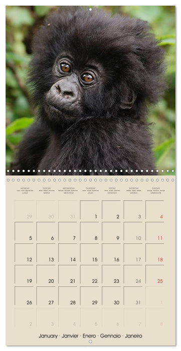 Gorillas • The Gentle Giants (CALVENDO Monthly Calendar 2026)