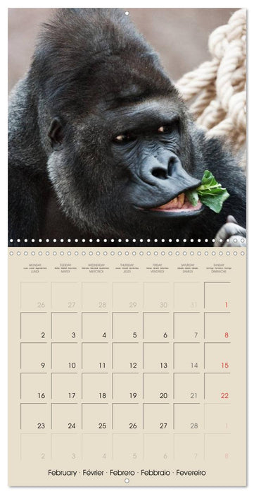 Gorillas • The Gentle Giants (CALVENDO Monthly Calendar 2026)