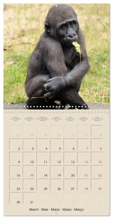 Gorillas • The Gentle Giants (CALVENDO Monthly Calendar 2026)