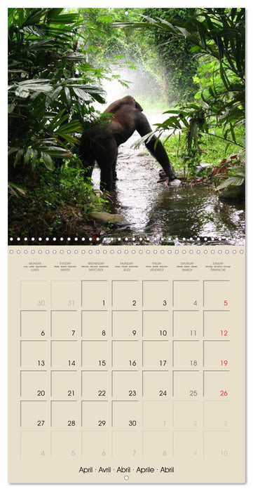 Gorillas • The Gentle Giants (CALVENDO Monthly Calendar 2026)