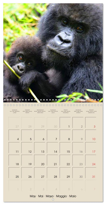 Gorillas • The Gentle Giants (CALVENDO Monthly Calendar 2026)