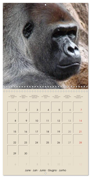 Gorillas • The Gentle Giants (CALVENDO Monthly Calendar 2026)