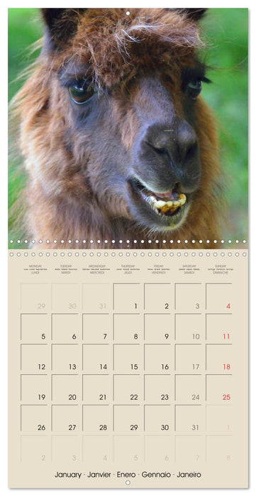 Alpacas & Llamas (CALVENDO Monthly Calendar 2026)