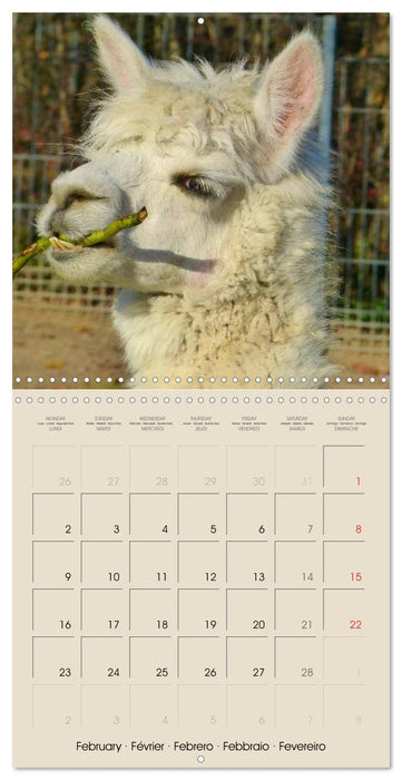 Alpacas & Llamas (CALVENDO Monthly Calendar 2026)