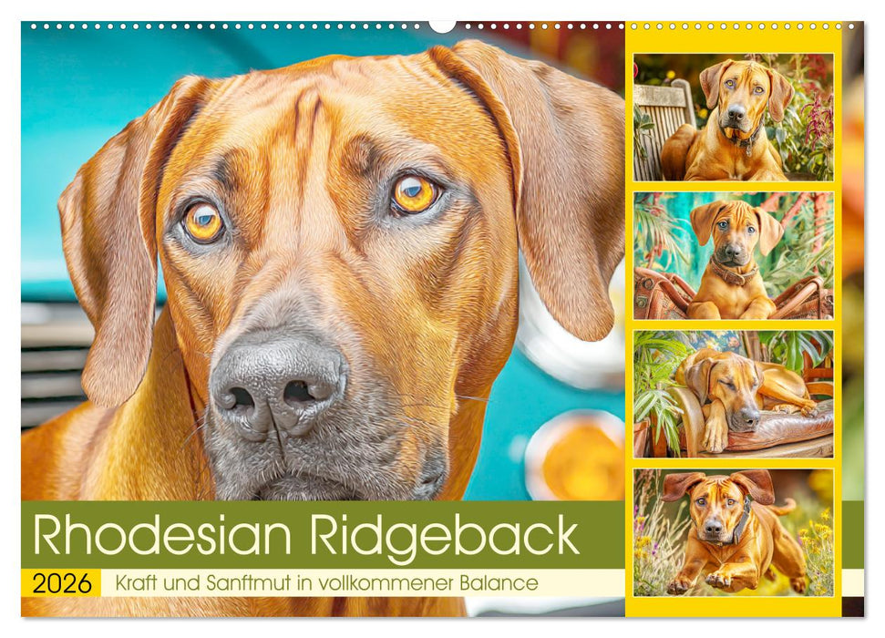 Rhodesian Ridgeback. Kraft und Sanftmut in vollkommener Balance (CALVENDO Wandkalender 2026)