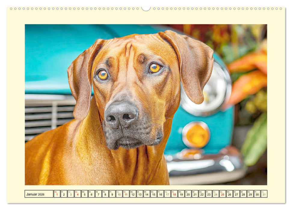 Rhodesian Ridgeback. Kraft und Sanftmut in vollkommener Balance (CALVENDO Wandkalender 2026)