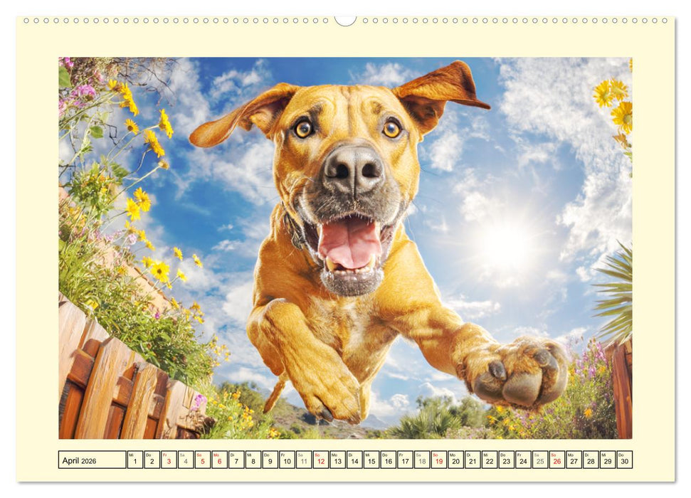 Rhodesian Ridgeback. Kraft und Sanftmut in vollkommener Balance (CALVENDO Wandkalender 2026)