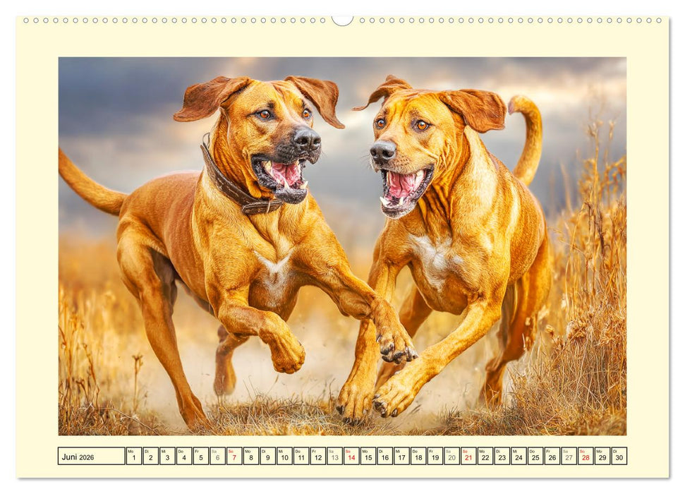 Rhodesian Ridgeback. Kraft und Sanftmut in vollkommener Balance (CALVENDO Wandkalender 2026)